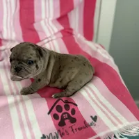 AKC Blue Merle Female, a female French Bulldog for sale in Opp, AL – Photo 10 of 10