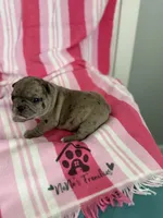 AKC Blue Merle Female, a female French Bulldog for sale in Opp, AL – Photo 10 of 10