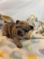 AKC Chocolate Merle Female, a female French Bulldog for sale in Opp, AL – Photo 6 of 10