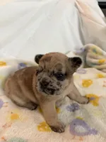 AKC Chocolate Merle Female, a female French Bulldog for sale in Opp, AL – Photo 7 of 10