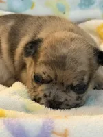 AKC Chocolate Merle Female, a female French Bulldog for sale in Opp, AL – Photo 4 of 10