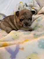 AKC Chocolate Merle Female, a female French Bulldog for sale in Opp, AL – Photo 5 of 10