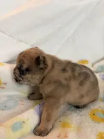 AKC Chocolate Merle Female, a female French Bulldog for sale in Opp, AL – Photo 9 of 10