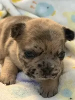 AKC Chocolate Merle Female, a female French Bulldog for sale in Opp, AL – Photo 1 of 10
