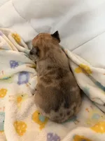 AKC Chocolate Merle Female, a female French Bulldog for sale in Opp, AL – Photo 3 of 10