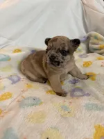 AKC Chocolate Merle Female, a female French Bulldog for sale in Opp, AL – Photo 2 of 10