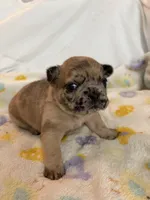 AKC Chocolate Merle Female, a female French Bulldog for sale in Opp, AL – Photo 8 of 10