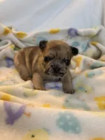 AKC Chocolate Merle Female, a female French Bulldog for sale in Opp, AL – Photo 10 of 10