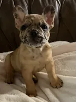 AKC FEMALE Chocolate Merle Fluffy Carrier, a female French Bulldog for sale in Opp, AL – 9 of 10