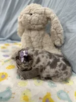 Blue merle - pending, a female French Bulldog for sale in Opp, AL – Photo 2 of 10