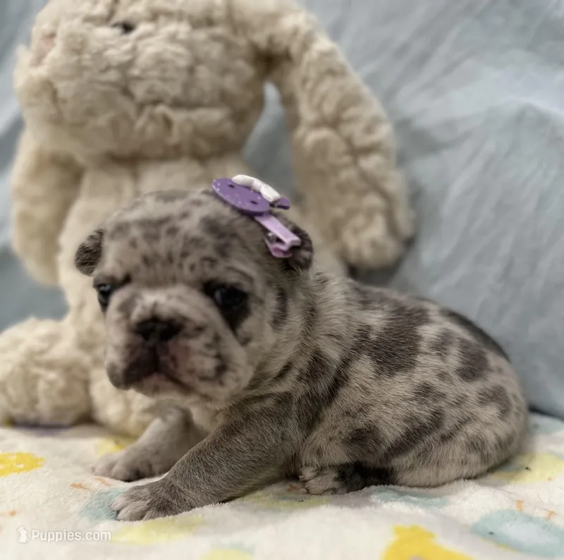 Blue merle - pending