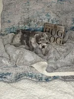 Blue merle - pending, a female French Bulldog for sale in Opp, AL – Photo 5 of 10