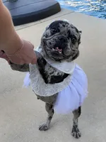 Blue merle - pending, a female French Bulldog for sale in Opp, AL – Photo 9 of 10