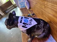 Blue merle - pending, a female French Bulldog for sale in Opp, AL – Photo 10 of 10