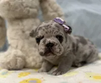 Blue merle - pending, a female French Bulldog for sale in Opp, AL – Photo 4 of 10