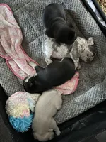 Blue merle - pending, a female French Bulldog for sale in Opp, AL – Photo 8 of 10