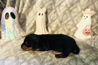 Donut 🍩, a female Miniature Dachshund for sale in Sarasota, FL – 5 of 10
