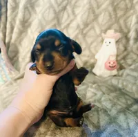 Donut 🍩, a female Miniature Dachshund for sale in Sarasota, FL – 4 of 10