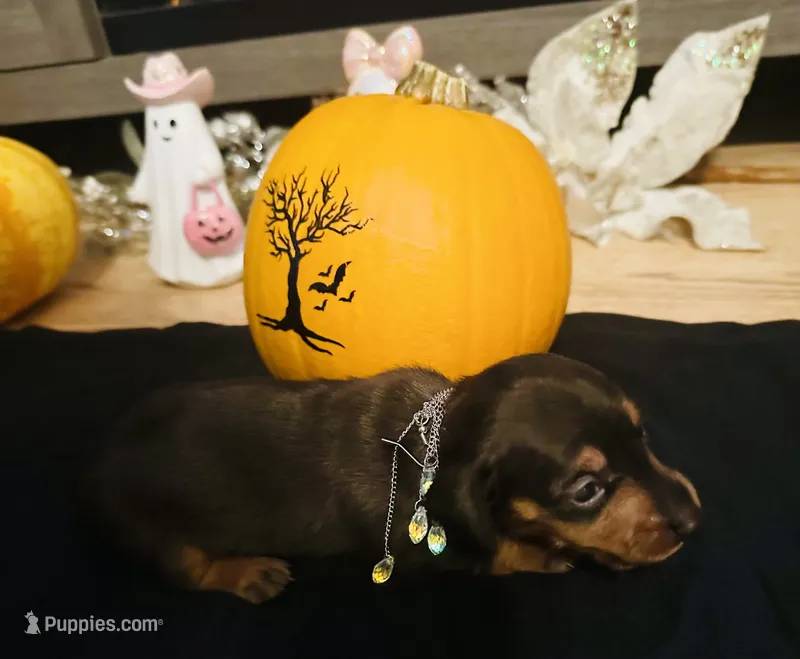 Maleficent – Miniature Dachshund puppy for sale in Sarasota, FL