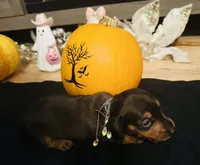 Maleficent, a female Miniature Dachshund for sale in Sarasota, FL – 1 of 10