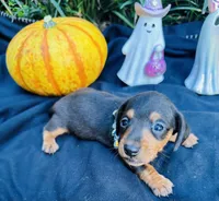 Maleficent, a female Miniature Dachshund for sale in Tampa, FL – 4 of 10
