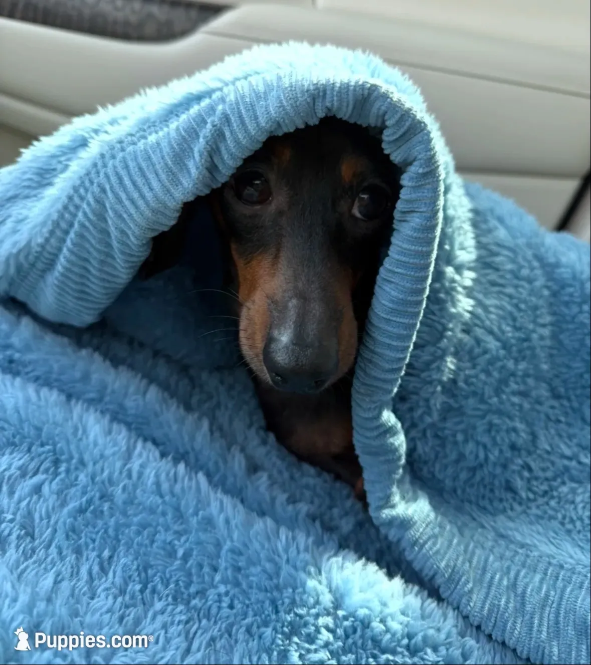 Stormy, a male Miniature Dachshund for sale in Sarasota, FL – 9 of 9