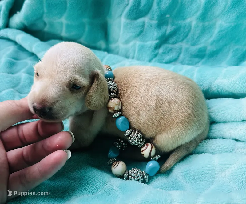 Cappuccino – Miniature Dachshund puppy for sale in Lake City, FL