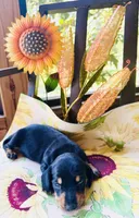 Stormy, a male Miniature Dachshund for sale in Sarasota, FL – 3 of 9