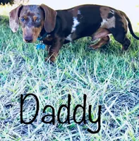Puppies coming, a female Miniature Dachshund for sale in Lake City, FL – Photo 3 of 3