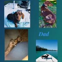 Puppies coming, a female Miniature Dachshund for sale in Lake City, FL – Photo 2 of 3