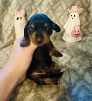 Donut 🍩, a female Miniature Dachshund for sale in Sarasota, FL – 2 of 10