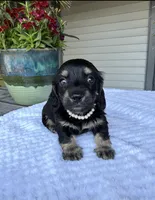 Petal, a female Miniature Dachshund for sale in Lake City, FL – Photo 2 of 10