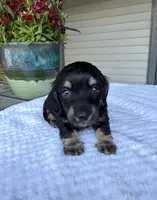 Petal, a female Miniature Dachshund for sale in Lake City, FL – Photo 4 of 10