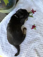 Petal, a female Miniature Dachshund for sale in Lake City, FL – Photo 7 of 10
