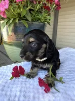 Petal, a female Miniature Dachshund for sale in Lake City, FL – Photo 6 of 10