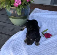 Petal, a female Miniature Dachshund for sale in Lake City, FL – Photo 8 of 10