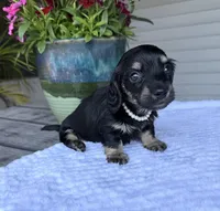 Petal, a female Miniature Dachshund for sale in Lake City, FL – Photo 1 of 10