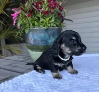 Petal, a female Miniature Dachshund for sale in Lake City, FL – Photo 3 of 10