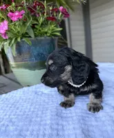Petal, a female Miniature Dachshund for sale in Lake City, FL – Photo 5 of 10
