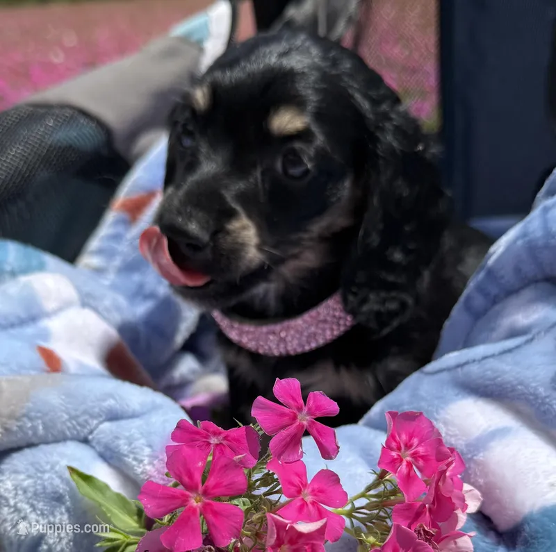 Petal – Miniature Dachshund puppy for sale in Lake City, FL
