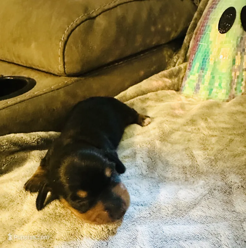Donut 🍩 – Miniature Dachshund puppy for sale in Sarasota, FL