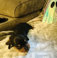 Donut 🍩, a female Miniature Dachshund for sale in Sarasota, FL – 1 of 10