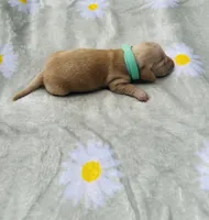 Cappuccino, a male Miniature Dachshund for sale in Lake City, FL – 6 of 8