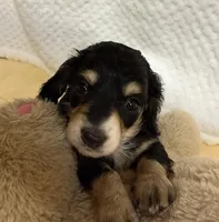 Tater , a male Miniature Dachshund for sale in Lake City, FL – Photo 1 of 10