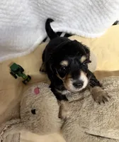 Tater , a male Miniature Dachshund for sale in Lake City, FL – Photo 2 of 10