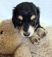 Tater , a male Miniature Dachshund for sale in Lake City, FL – Photo 6 of 10