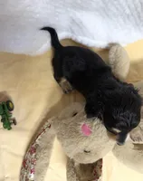 Tater , a male Miniature Dachshund for sale in Lake City, FL – Photo 3 of 10