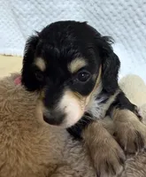 Tater , a male Miniature Dachshund for sale in Lake City, FL – Photo 5 of 10