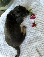 Tater , a male Miniature Dachshund for sale in Lake City, FL – Photo 8 of 10