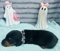 Mercedes, a female Miniature Dachshund for sale in Sarasota, FL – 1 of 10
